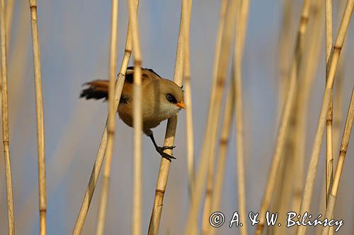 Wąsatka, Panurus biarmicus, samiec