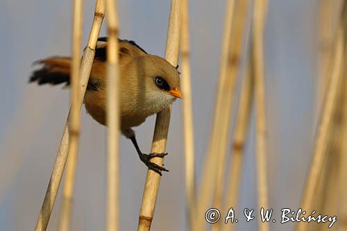 Wąsatka, Panurus biarmicus, samiec