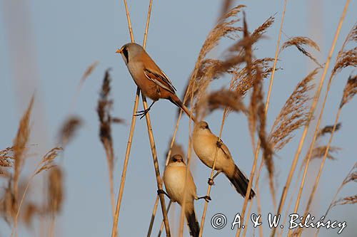 Wąsatka, Panurus biarmicus, samiec