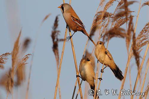 Bearded reedlings, Wąsatki, Panurus biarmicus photo A&W Bilińscy bank zdjęć przyrodniczych i podróżniczych