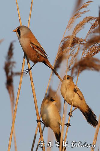 Wąsatka, Panurus biarmicus, samiec