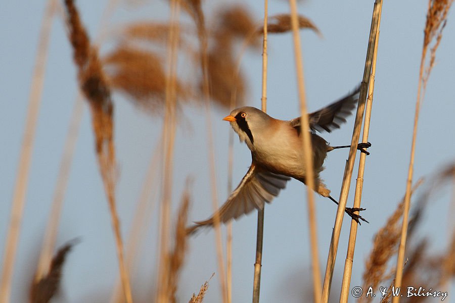 Wąsatka, Panurus biarmicus, samiec