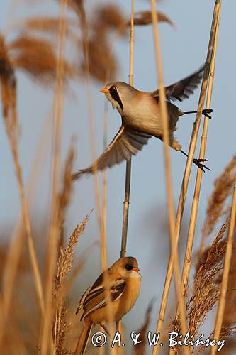 Wąsatka, Bearded reedling, Panurus biarmicus, fot. A&W Bilińscy