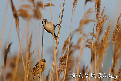 Wąsatka, Panurus biarmicus, samiec