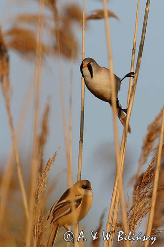 Wąsatka, Panurus biarmicus, samiec