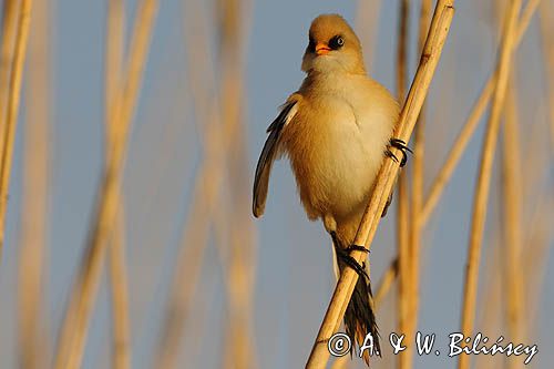 Wąsatka, bearded reedling Panurus biarmicus photo A&W Bilińscy, bank zdjęć, fotografia przyrodnicza