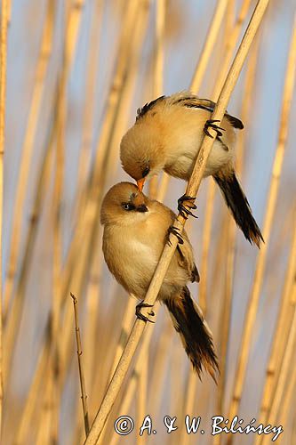 Wąsatki, Panurus biarmicus, bearded reedlings photo A&W Bilińscy, bank zdjęć przyrodniczych i podróżniczych