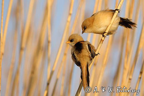 Wąsatka, Panurus biarmicus, samica i samiec, para
