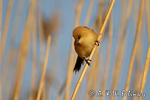 Wąsatka, Panurus biarmicus, samica