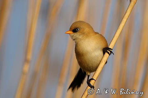 Wąsatka, Panurus biarmicus, samiec