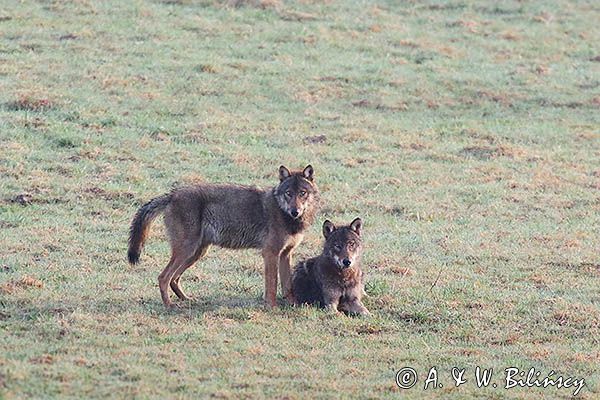 wilki, Canis lupus
