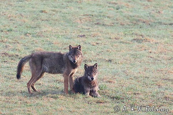 wilki, Canis lupus