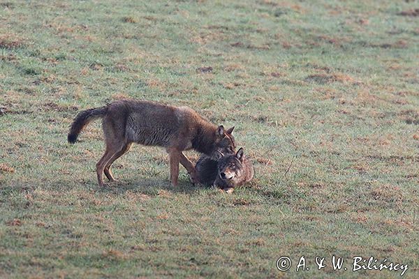 wilki, Canis lupus
