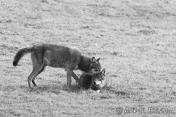 wilki, Canis lupus