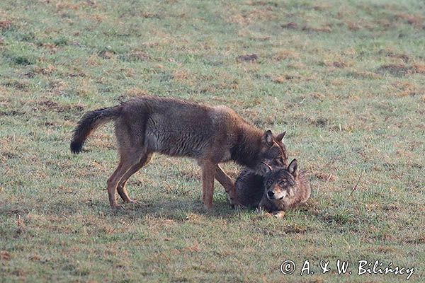 wilki, Canis lupus