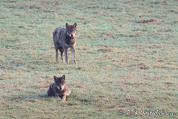 wilki, Canis lupus