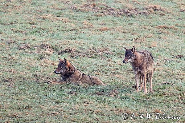 wilki, Canis lupus