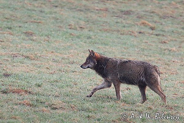 wilk, Canis lupus
