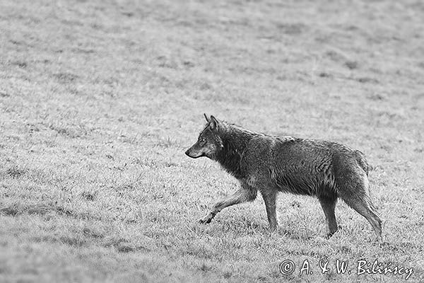 wilk, Canis lupus