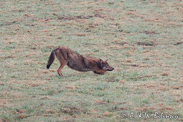 wilk, Canis lupus