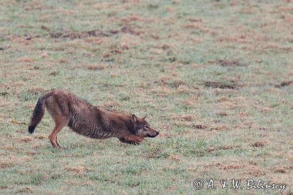wilk, Canis lupus