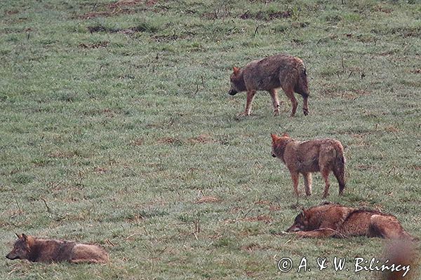 wilki, Canis lupus