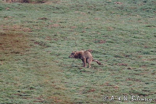 wilk, Canis lupus