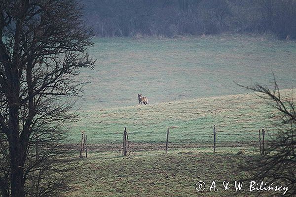 wilk, Canis lupus