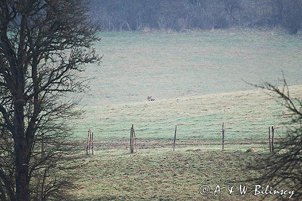 wilk, Canis lupus