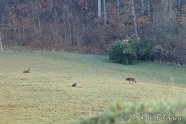 wilki, Canis lupus