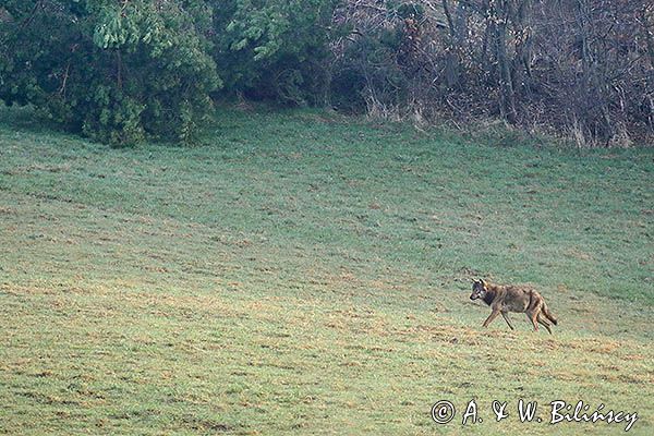 wilk, Canis lupus
