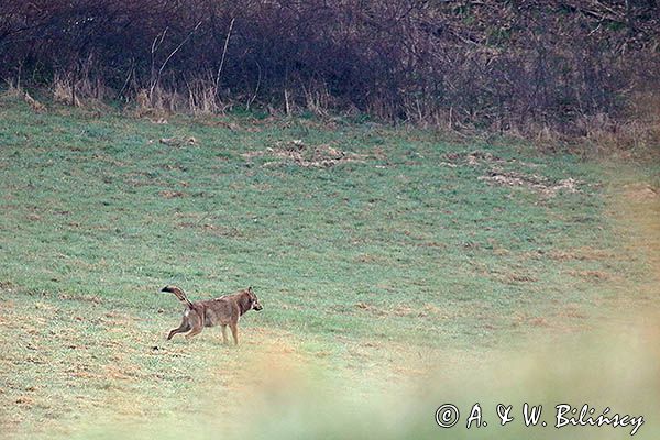 wilk,Canis lupus