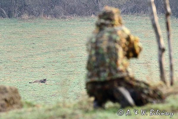 wilk, Canis lupus