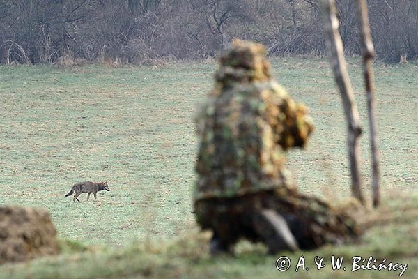 wilk, Canis lupus