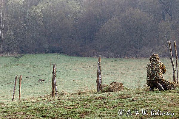 wilk, Canis lupus