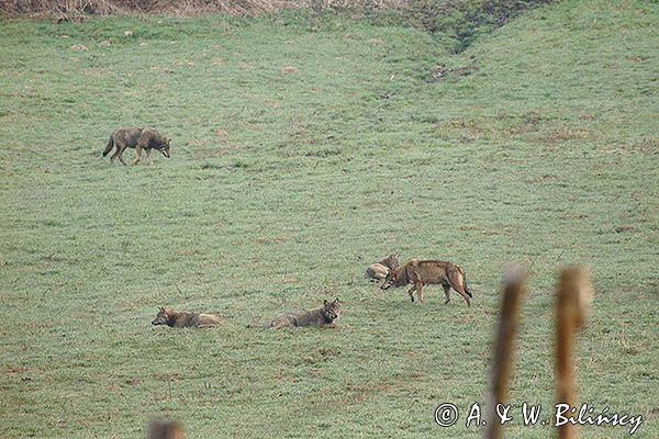 wilki, Canis lupus
