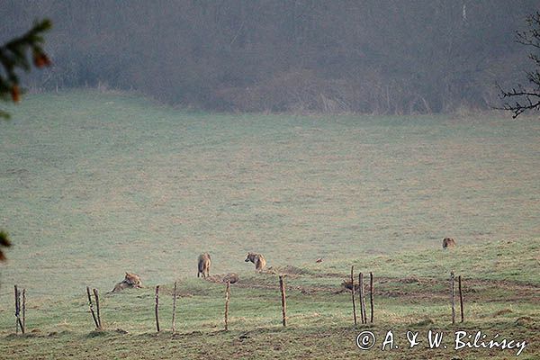 wilki, Canis lupus
