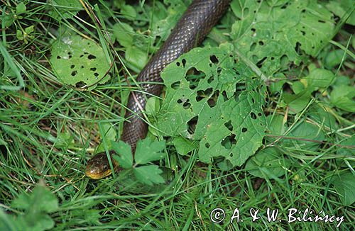 wąż eskulapa, Elaphe longissima