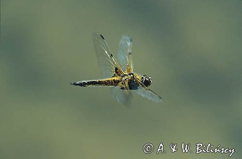 ważka czarnoplama Libellula quadrimaculata