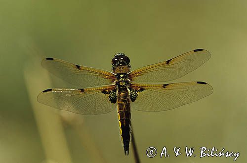 ważka czarnoplama, Libellula quadrimaculata