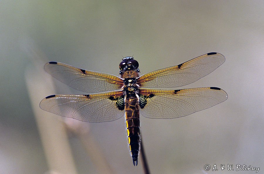 ważka czarnoplama Libellula quadrimaculata