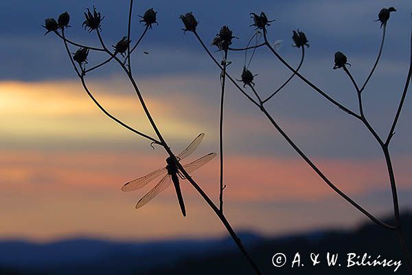 Ważka o zachodzie słońca, Bieszczady