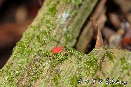 czerwonatka, Trombidium