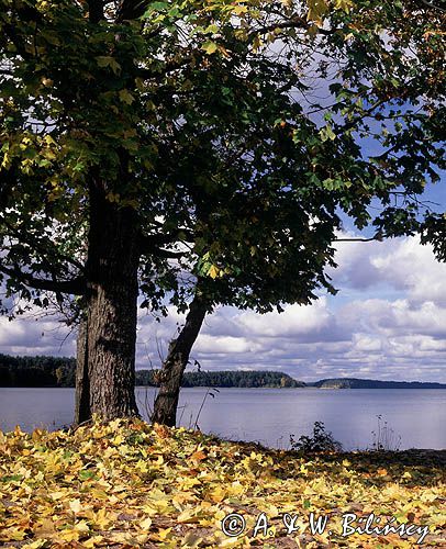 jezioro Wdzydze Wdzydzki Park Krajobrazowy
