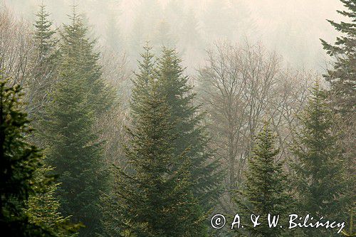 Bieszczady, las we mgle