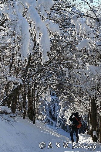 W lesie, Bieszczady
