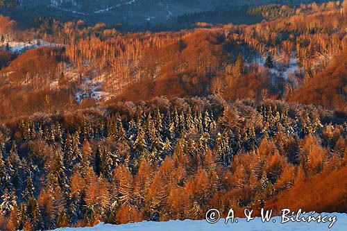 Bieszczadzkie lasy, widok z Połoniny Wetlińskiej, Bieszczady