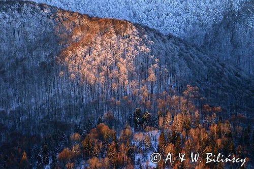 Bieszczadzkie lasy, widok z Połoniny Wetlińskiej, Bieszczady