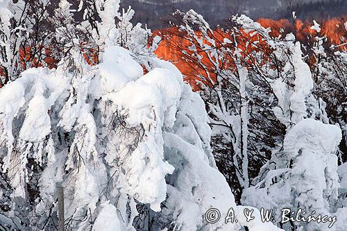 Bieszczadzkie lasy, widok z Połoniny Wetlińskiej, Bieszczady