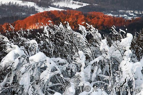 Bieszczadzkie lasy, widok z Połoniny Wetlińskiej, Bieszczady